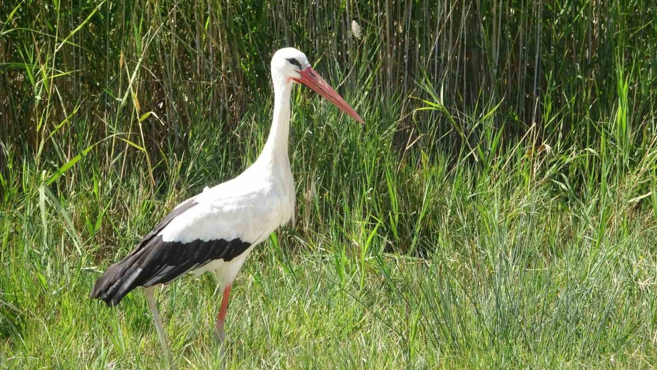 Prof. Dr. Aslan: “Van Gölü’nün sulak alanları yok oluyor”