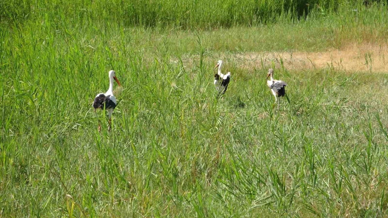 Prof. Dr. Aslan: “Van Gölü’nün sulak alanları yok oluyor”