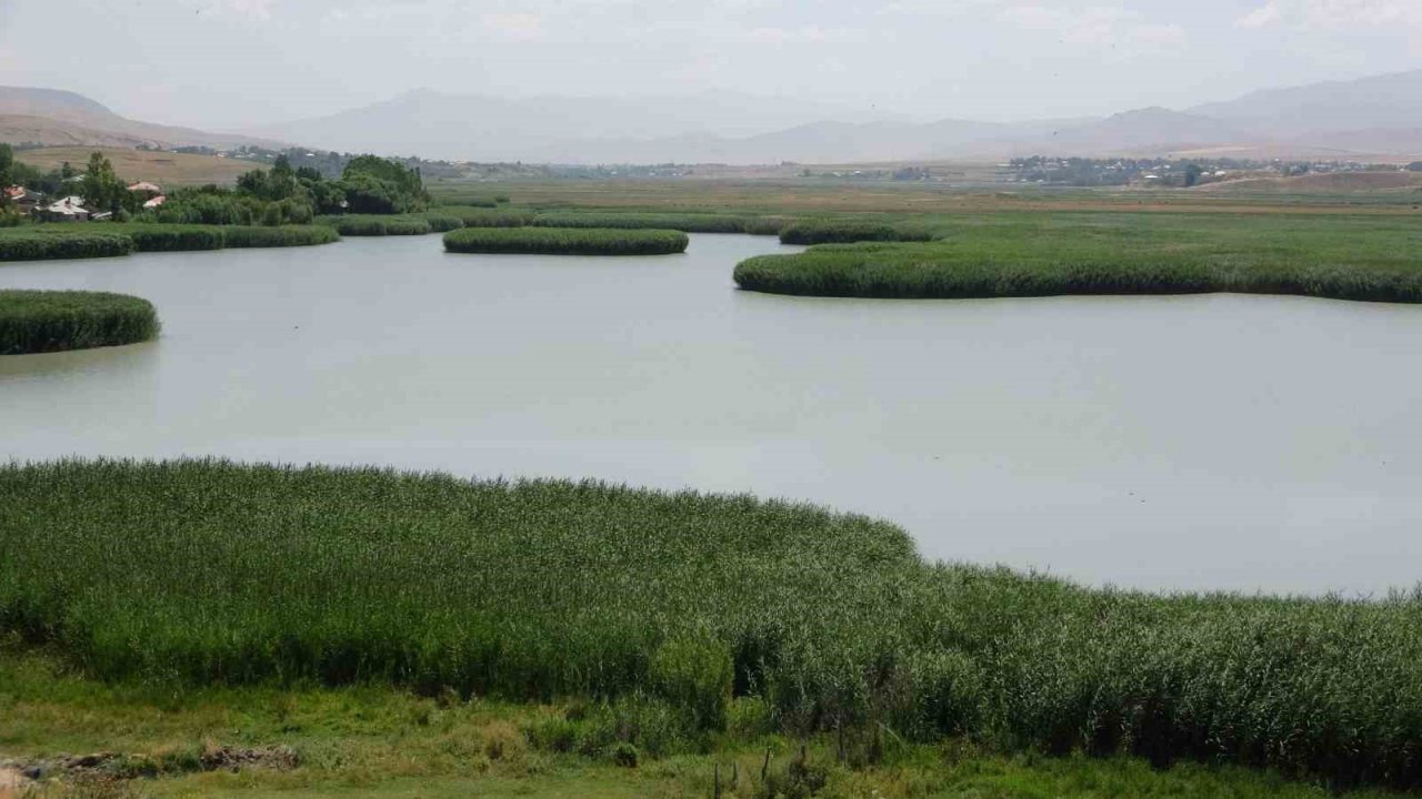 Prof. Dr. Aslan: “Van Gölü’nün sulak alanları yok oluyor”