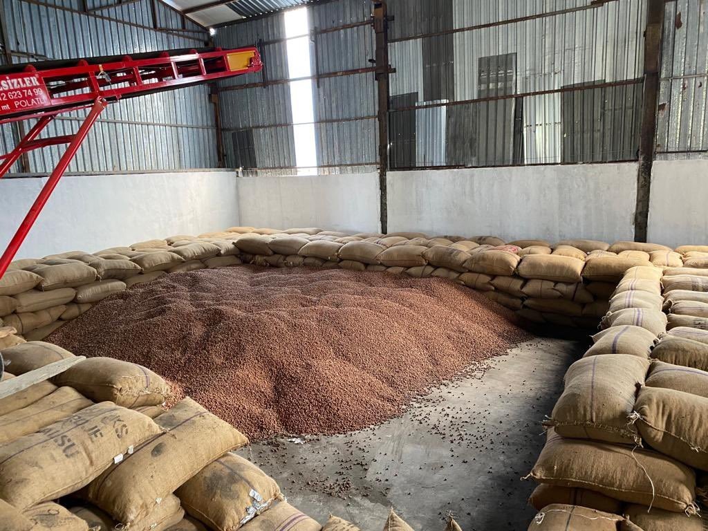 Akçakoca TMO’da fındık alımı günlük 70 tona çıktı