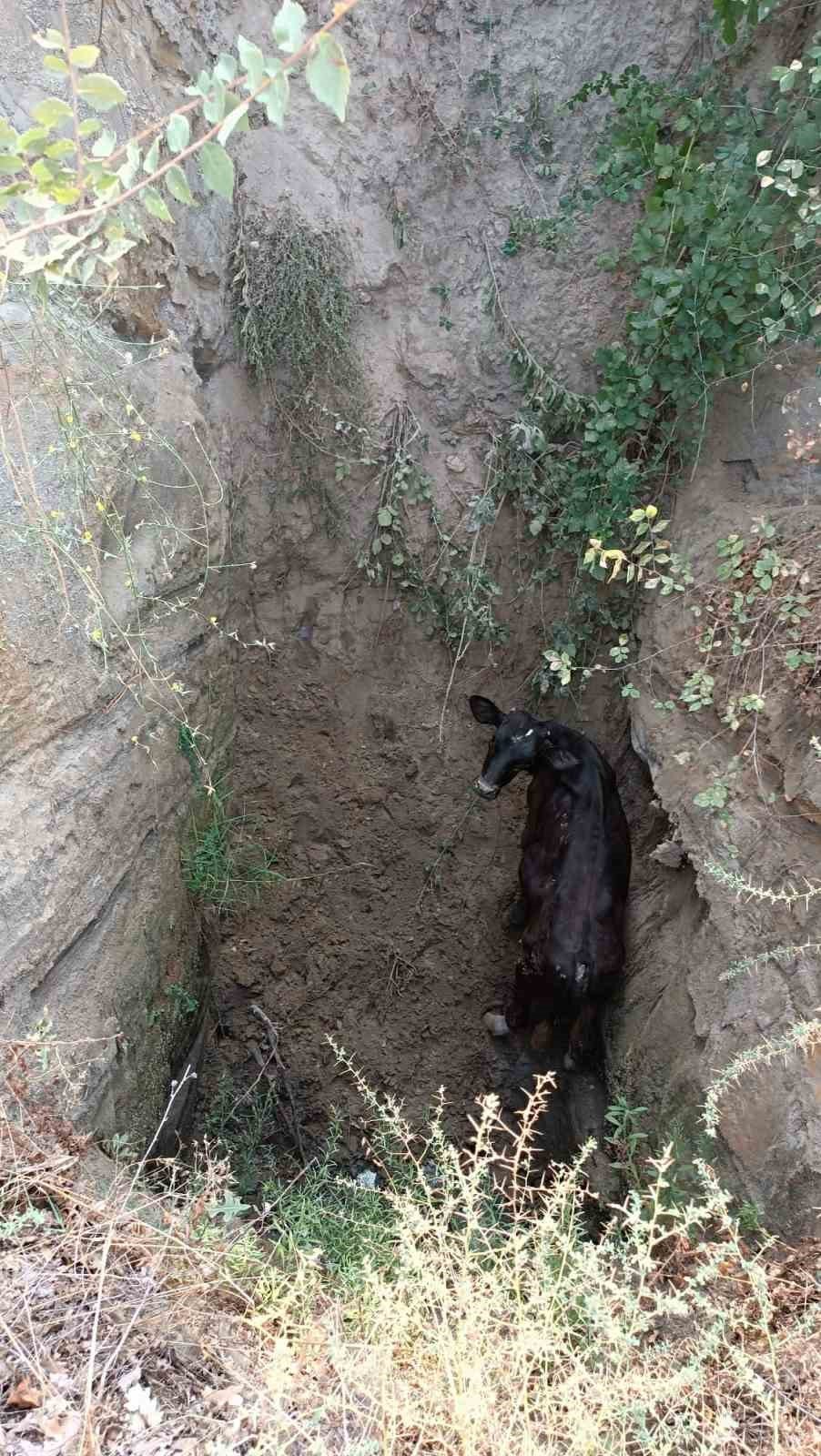 5 metrelik kuyuya düşen inek, kepçeyle kurtarıldı