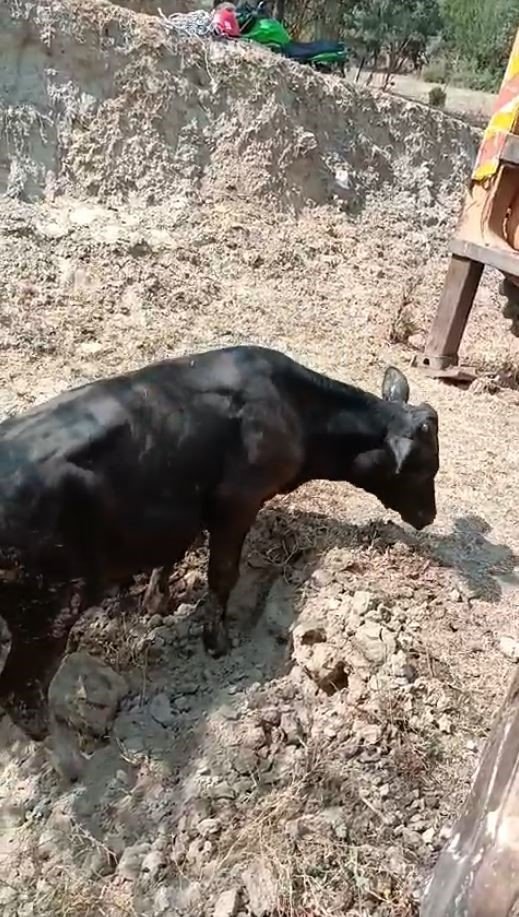 5 metrelik kuyuya düşen inek, kepçeyle kurtarıldı