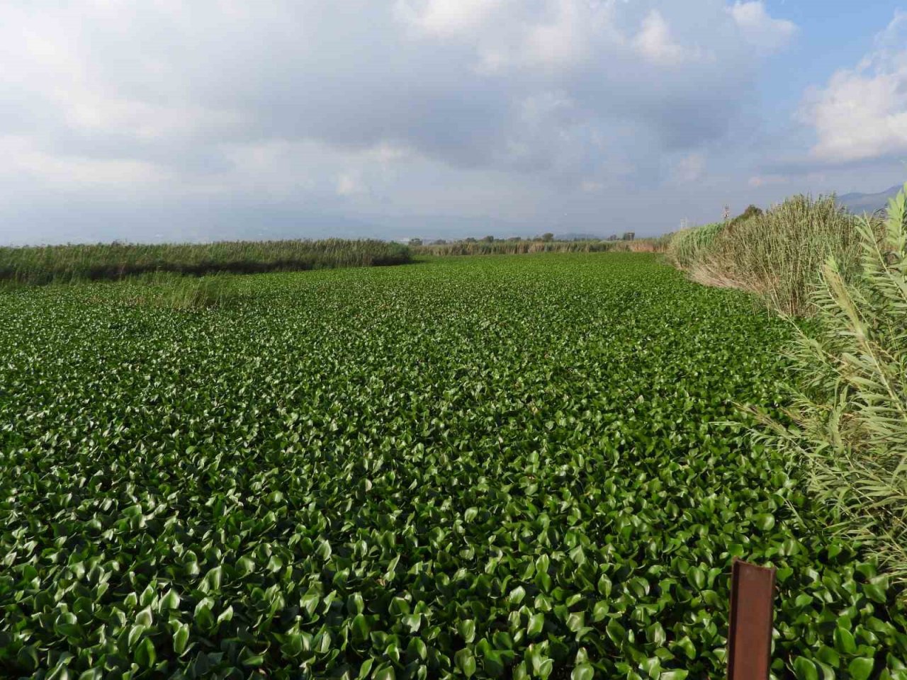 Asi Nehri’ni su sümbülleri kapladı