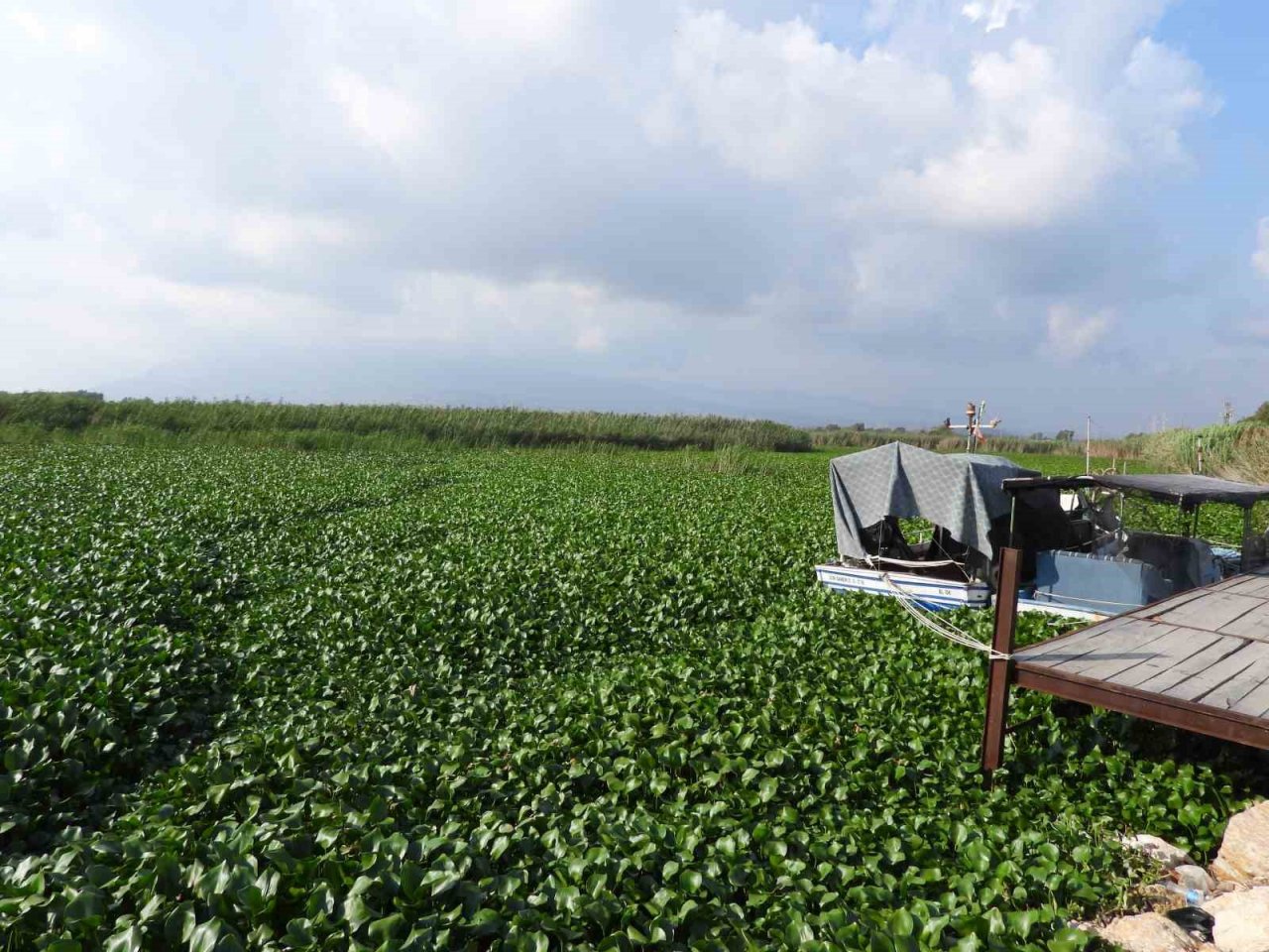 Asi Nehri’ni su sümbülleri kapladı