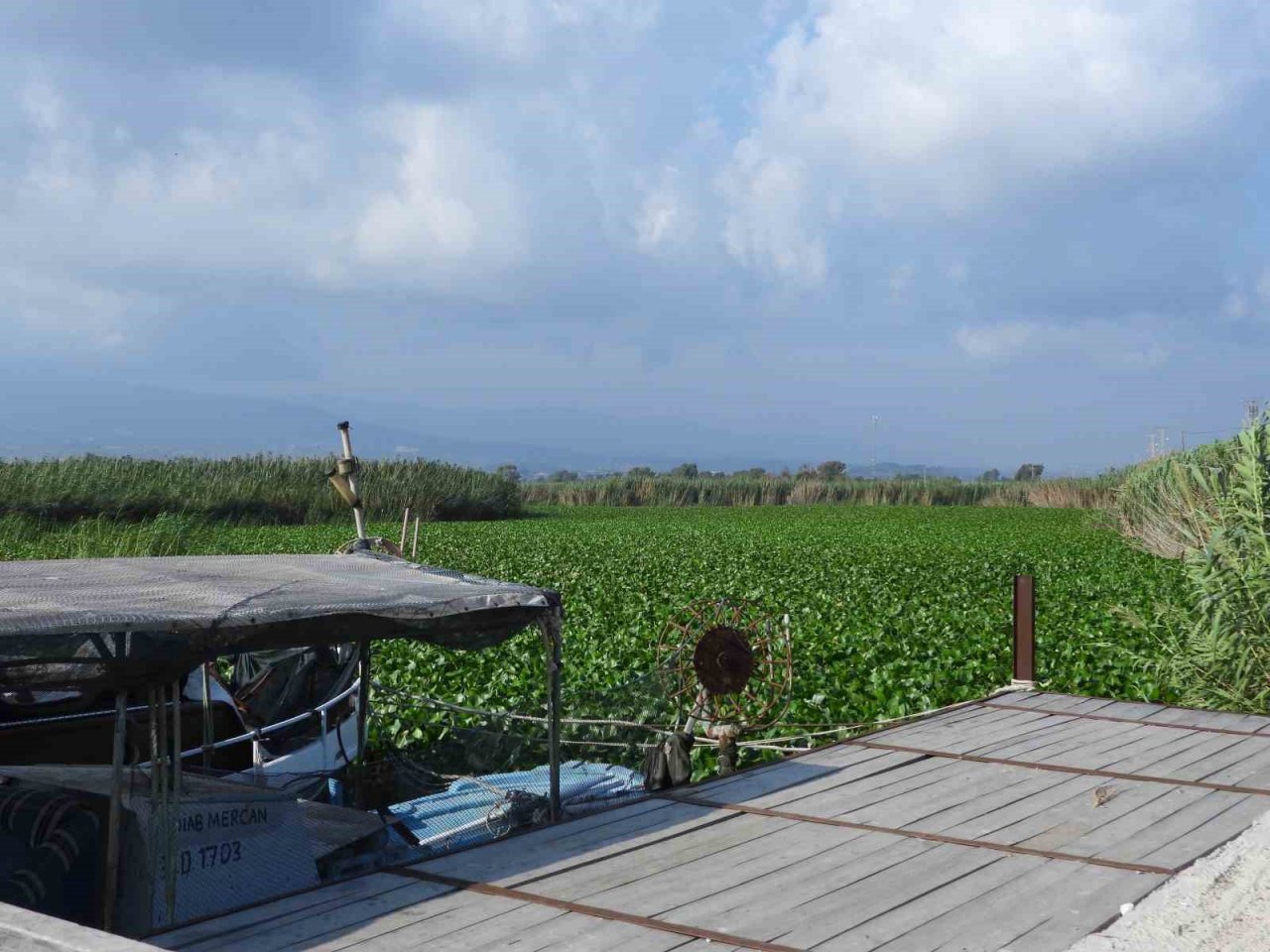 Asi Nehri’ni su sümbülleri kapladı