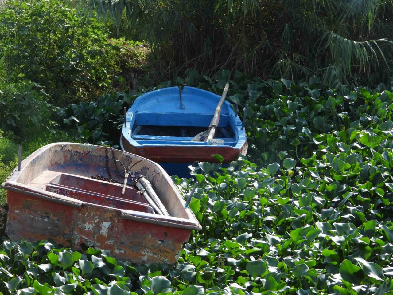 Asi Nehri’ni su sümbülleri kapladı