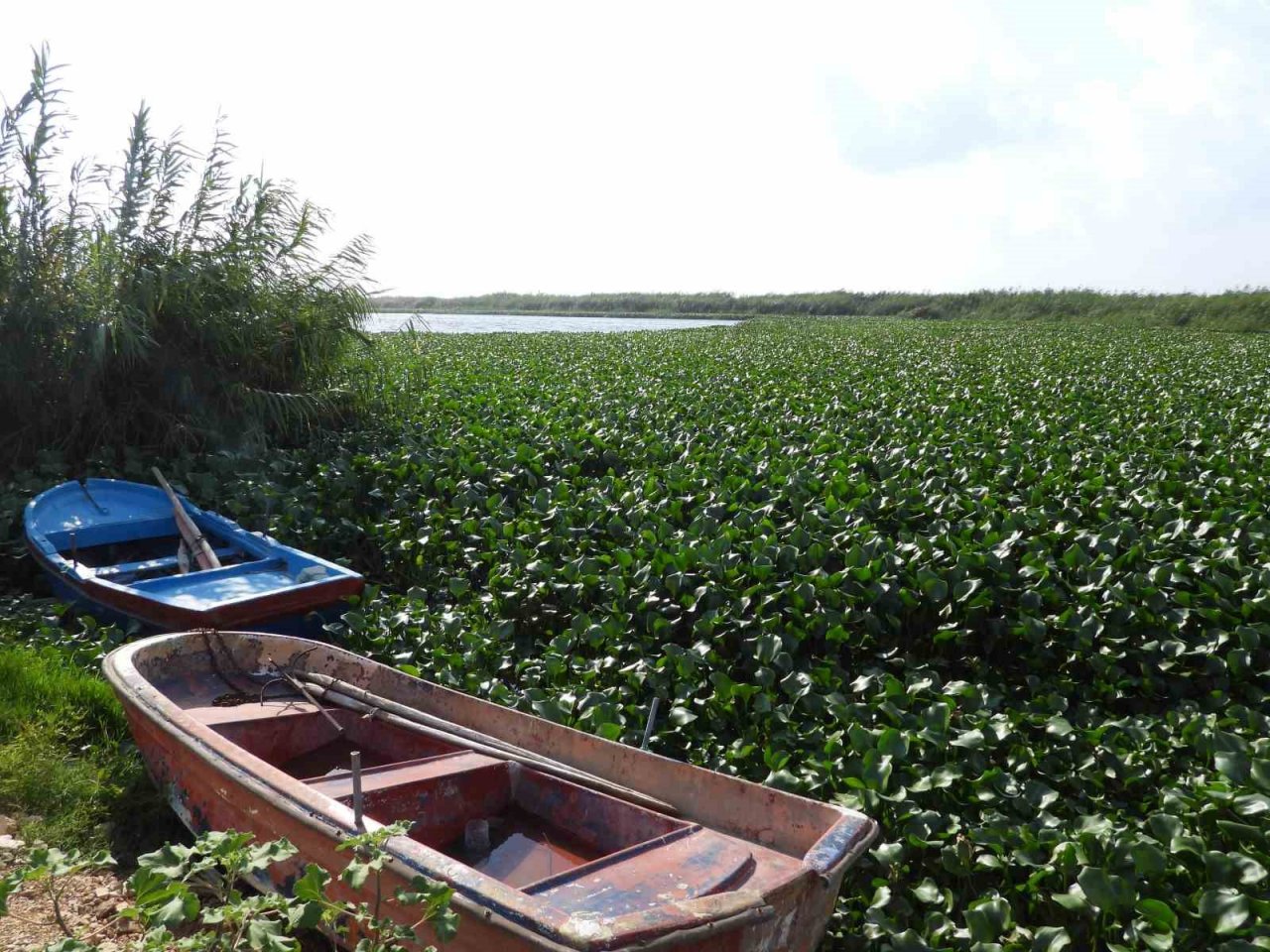 Asi Nehri’ni su sümbülleri kapladı