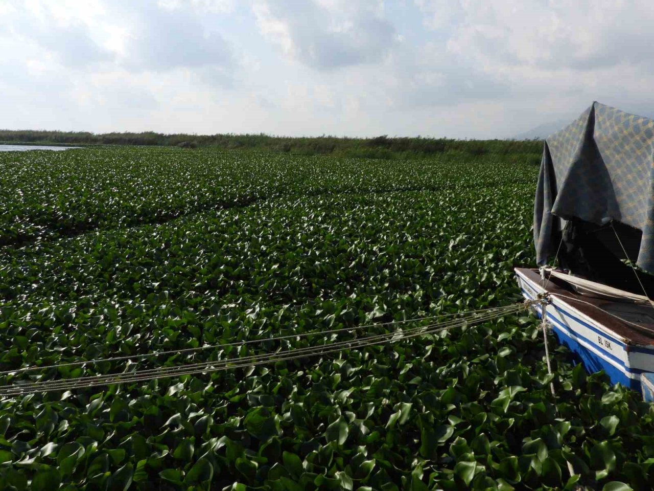 Asi Nehri’ni su sümbülleri kapladı