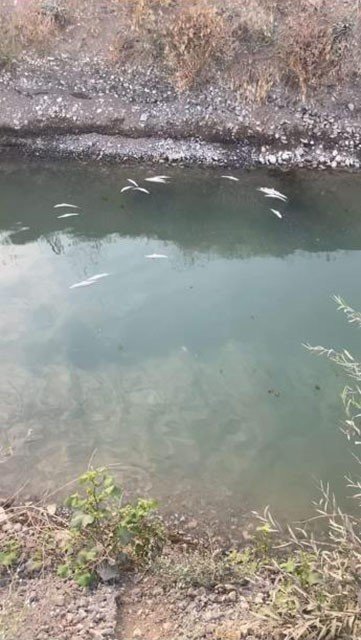 Isparta Eğirdir Gölü’nde kaçak balık avlayan 2 şahsa idari ceza uygulandı