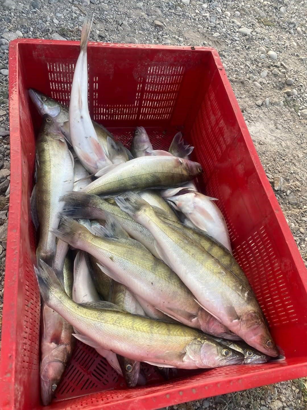 Isparta Eğirdir Gölü’nde kaçak balık avlayan 2 şahsa idari ceza uygulandı