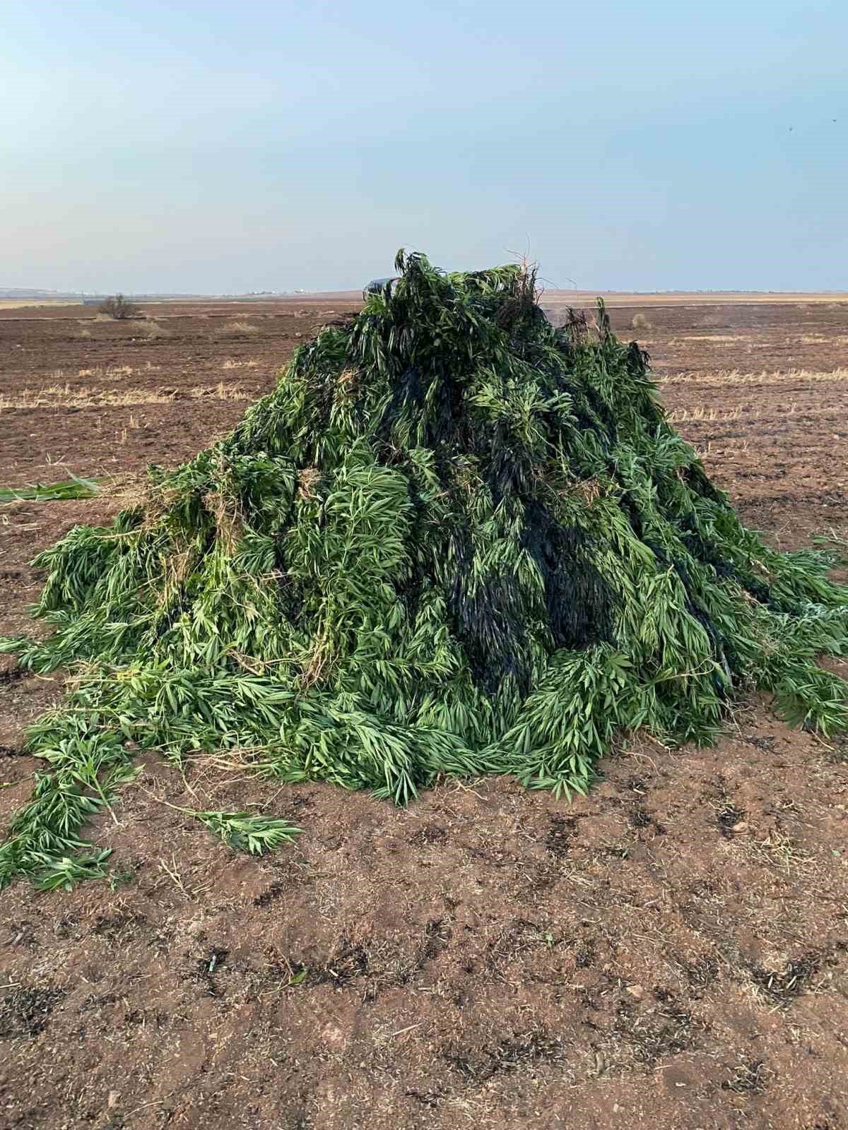 Sınırda mısır tarlasında 160 bin kök kenevir bitkisi bulundu