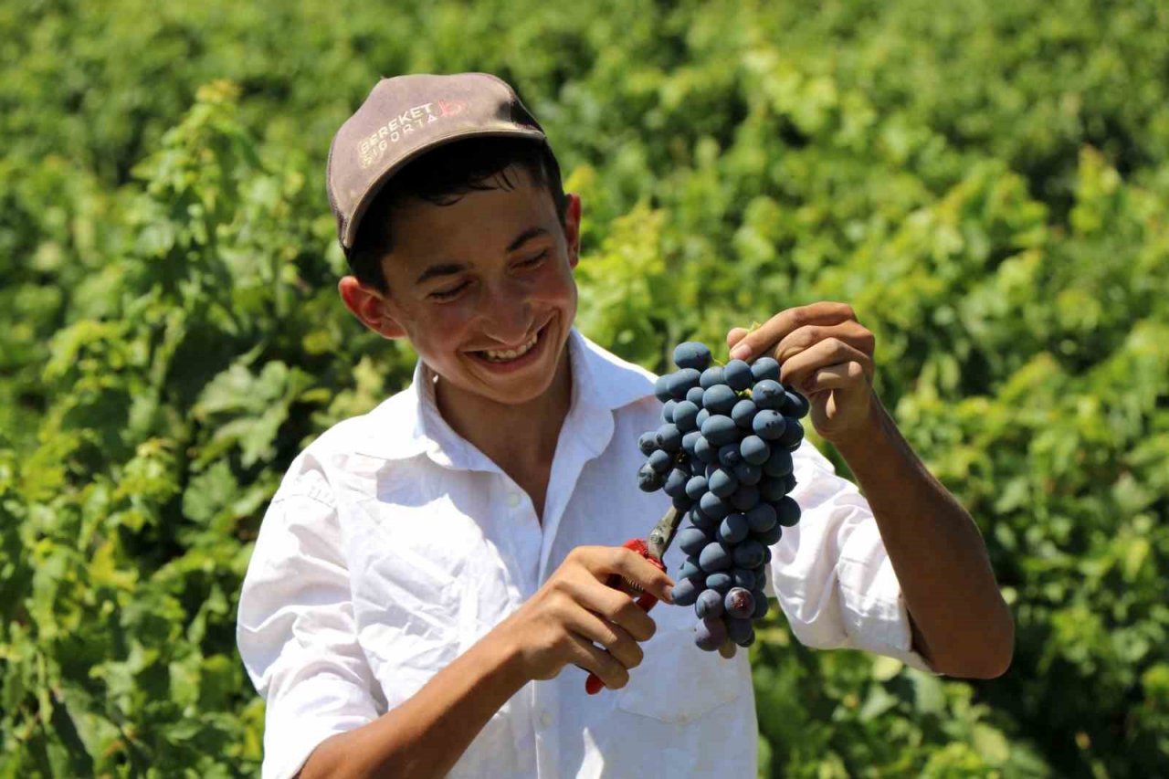 Tescilli Cimin üzümünde hasat zamanı