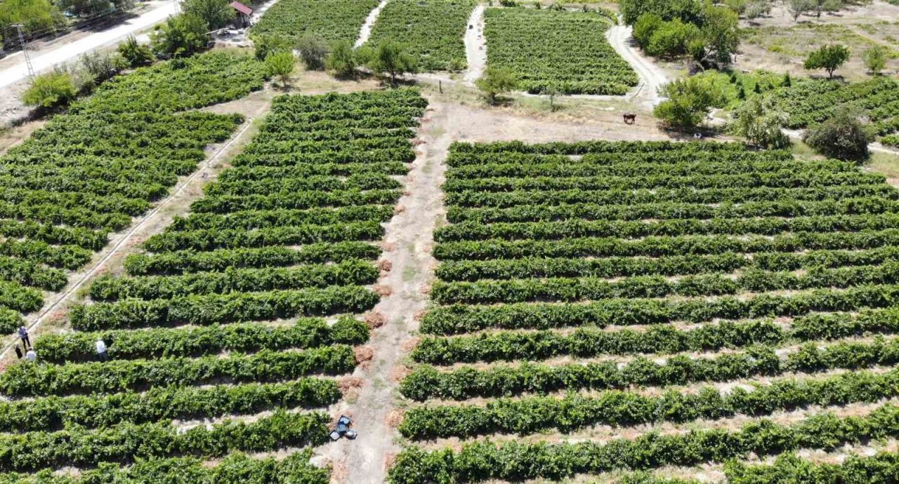 Tescilli Cimin üzümünde hasat zamanı