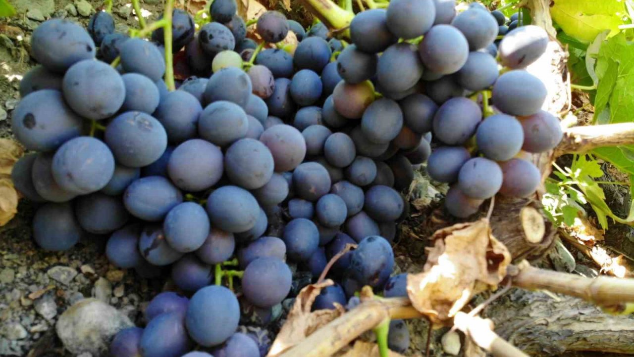 Tescilli Cimin üzümünde hasat zamanı