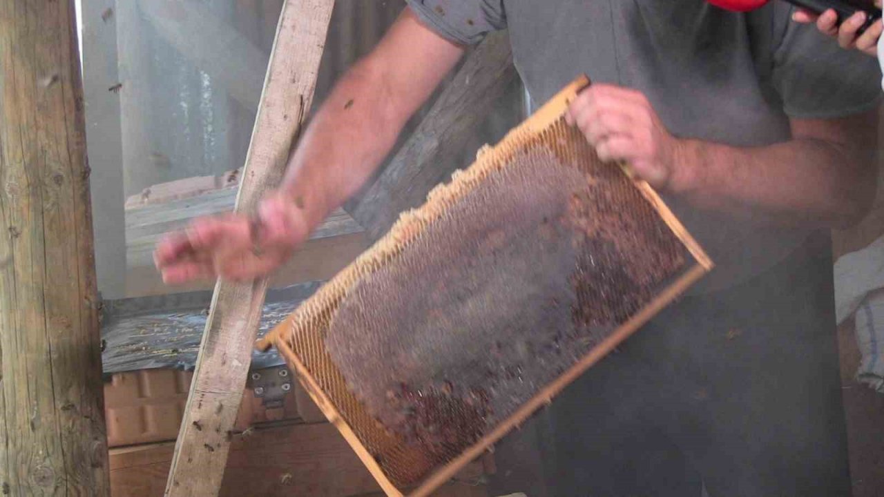 Macahel balı Anzer Balı’na rakip oluyor