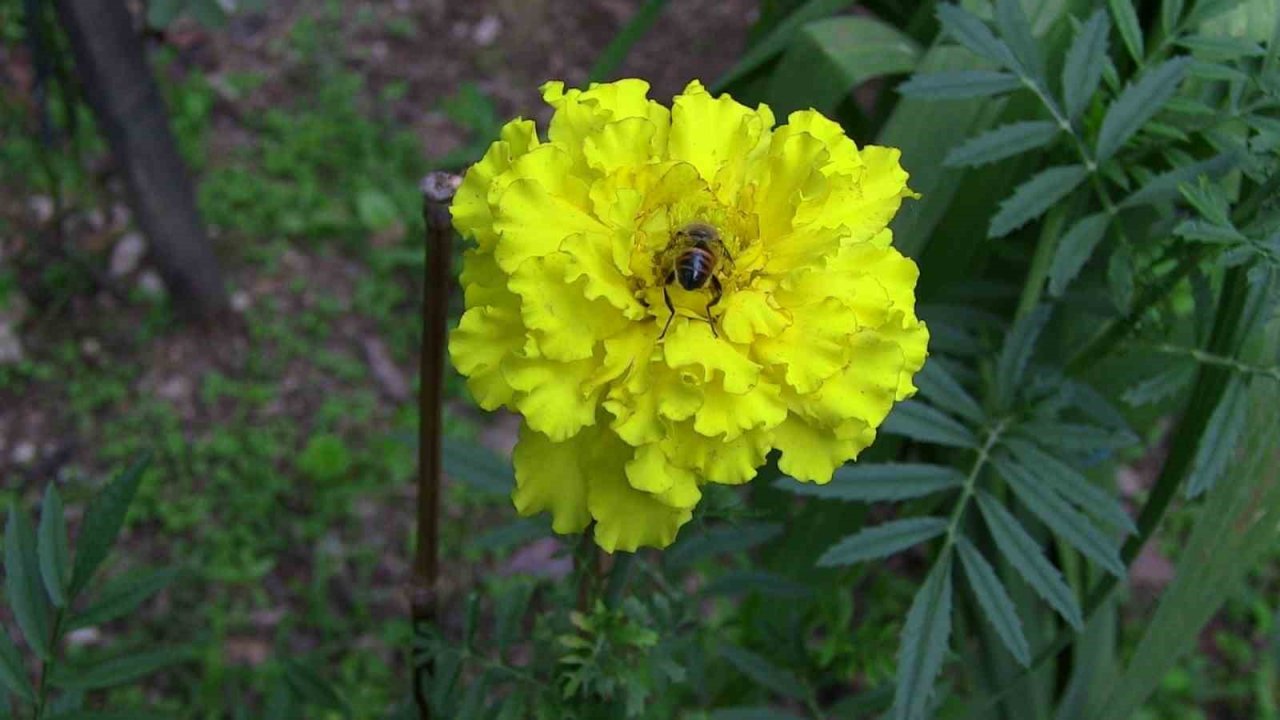 Macahel balı Anzer Balı’na rakip oluyor