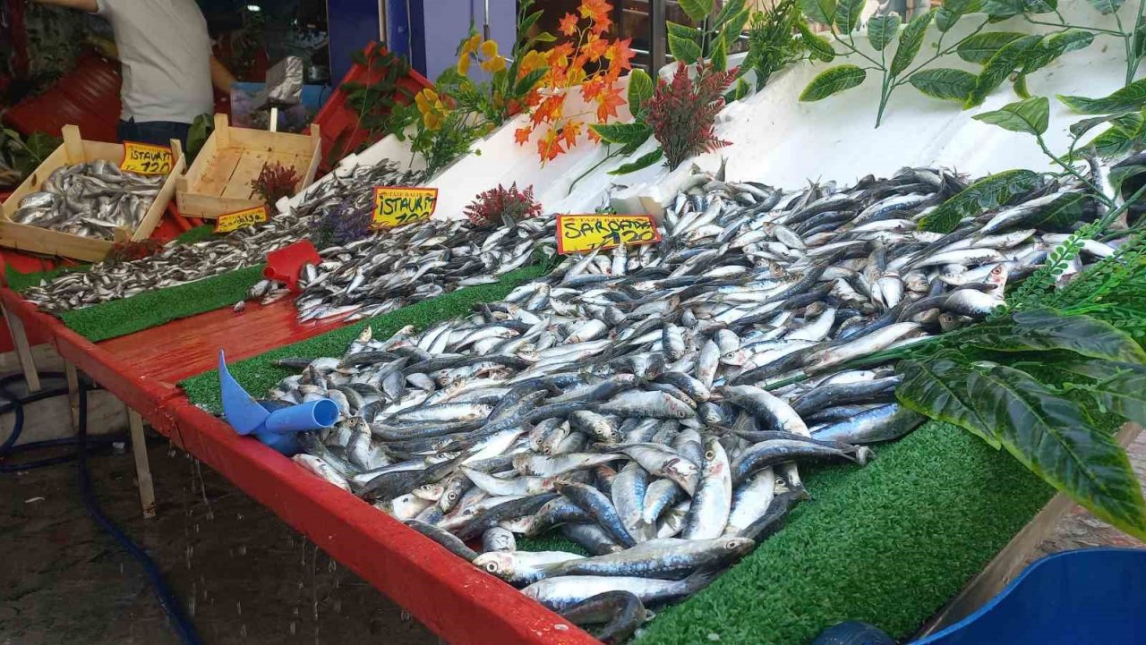 Yeni sezonda hamsi ve istavrit bolluğu görülebilir