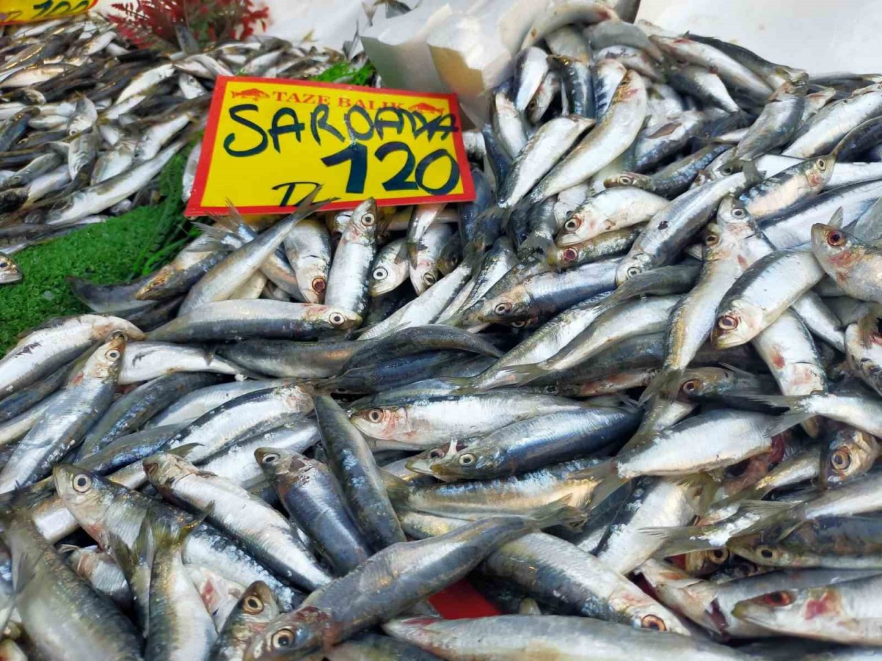 Yeni sezonda hamsi ve istavrit bolluğu görülebilir