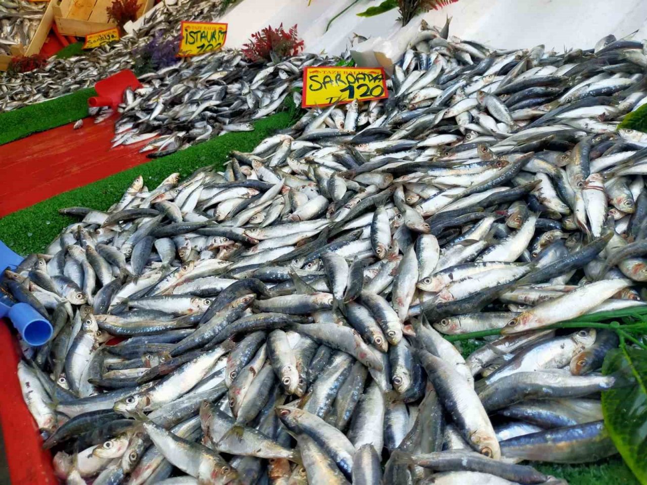 Yeni sezonda hamsi ve istavrit bolluğu görülebilir