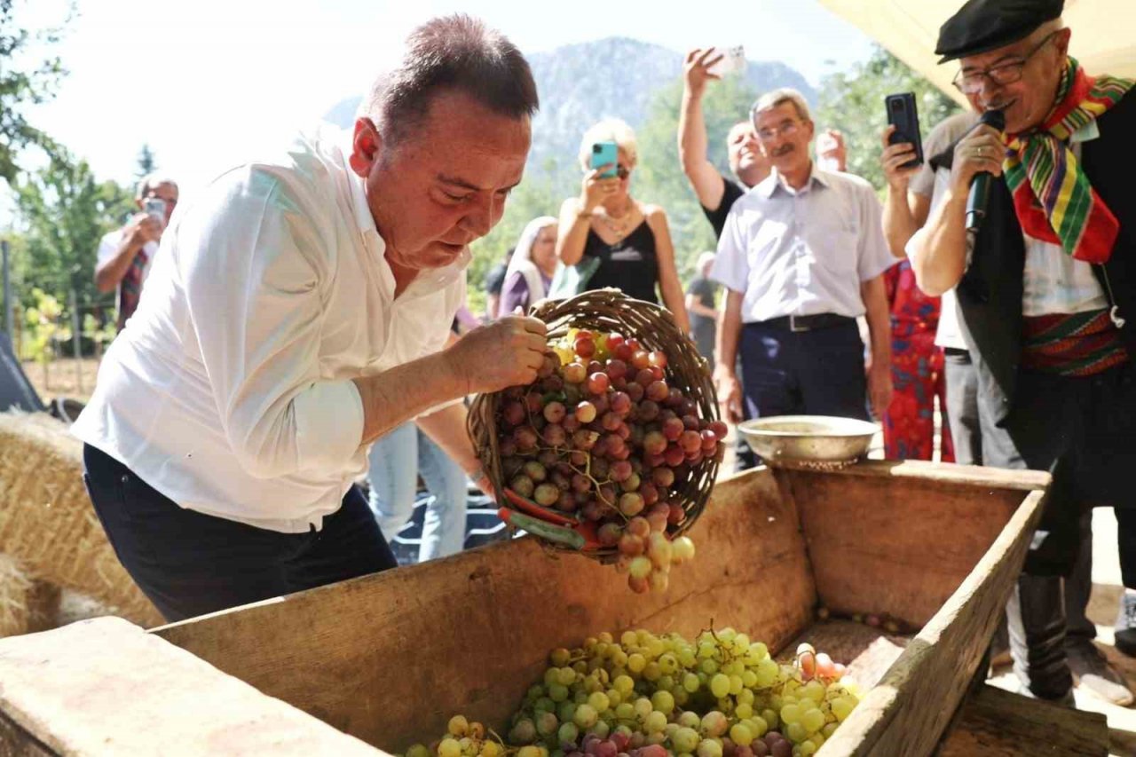 Antalya Gastronomi Festivali’nin ikinci gününde mor üzüm hasadı