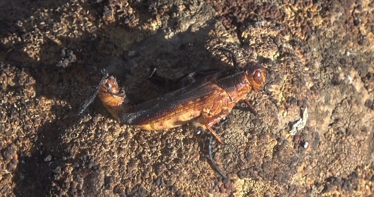 Muş’ta elektrik tellerinin genleşmesi sonucu çıkan yangında 1 kişi yaralandı