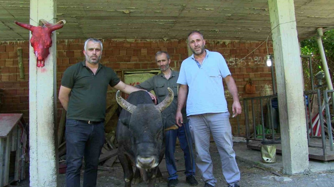 24 yaşındaki şampiyon boğa sahibi ne derse anlıyor