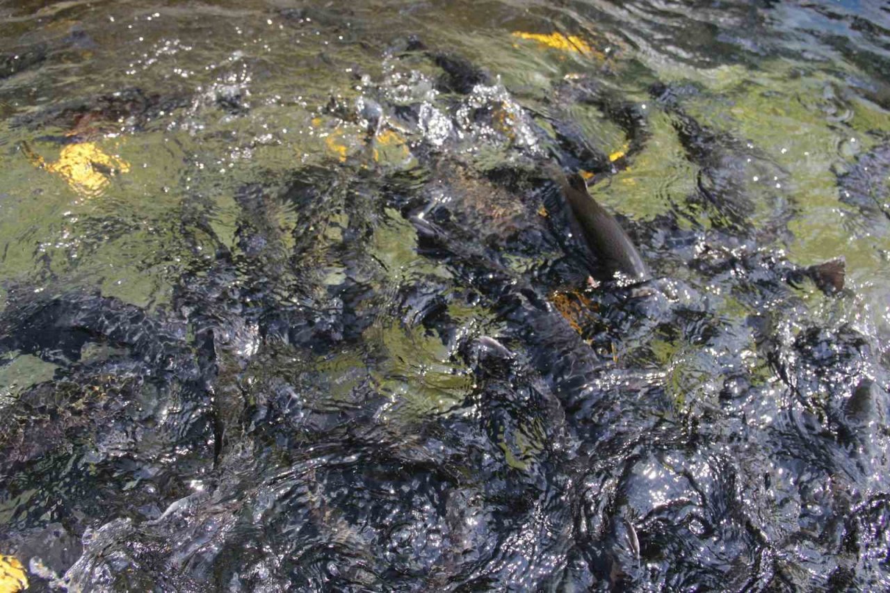İçsu Balıkları Araştırma ve Uygulama Birimi, balık üretimini sürdürüyor