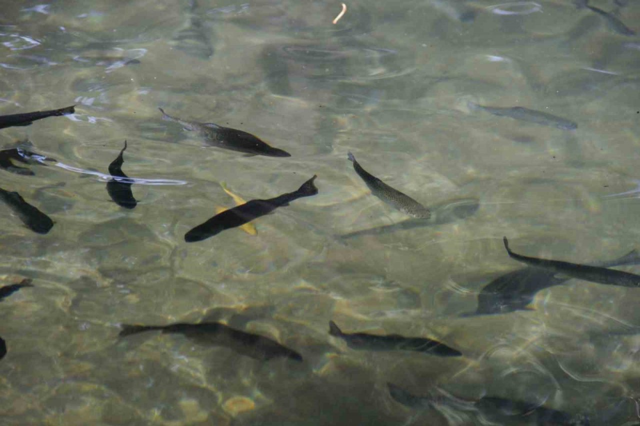 İçsu Balıkları Araştırma ve Uygulama Birimi, balık üretimini sürdürüyor