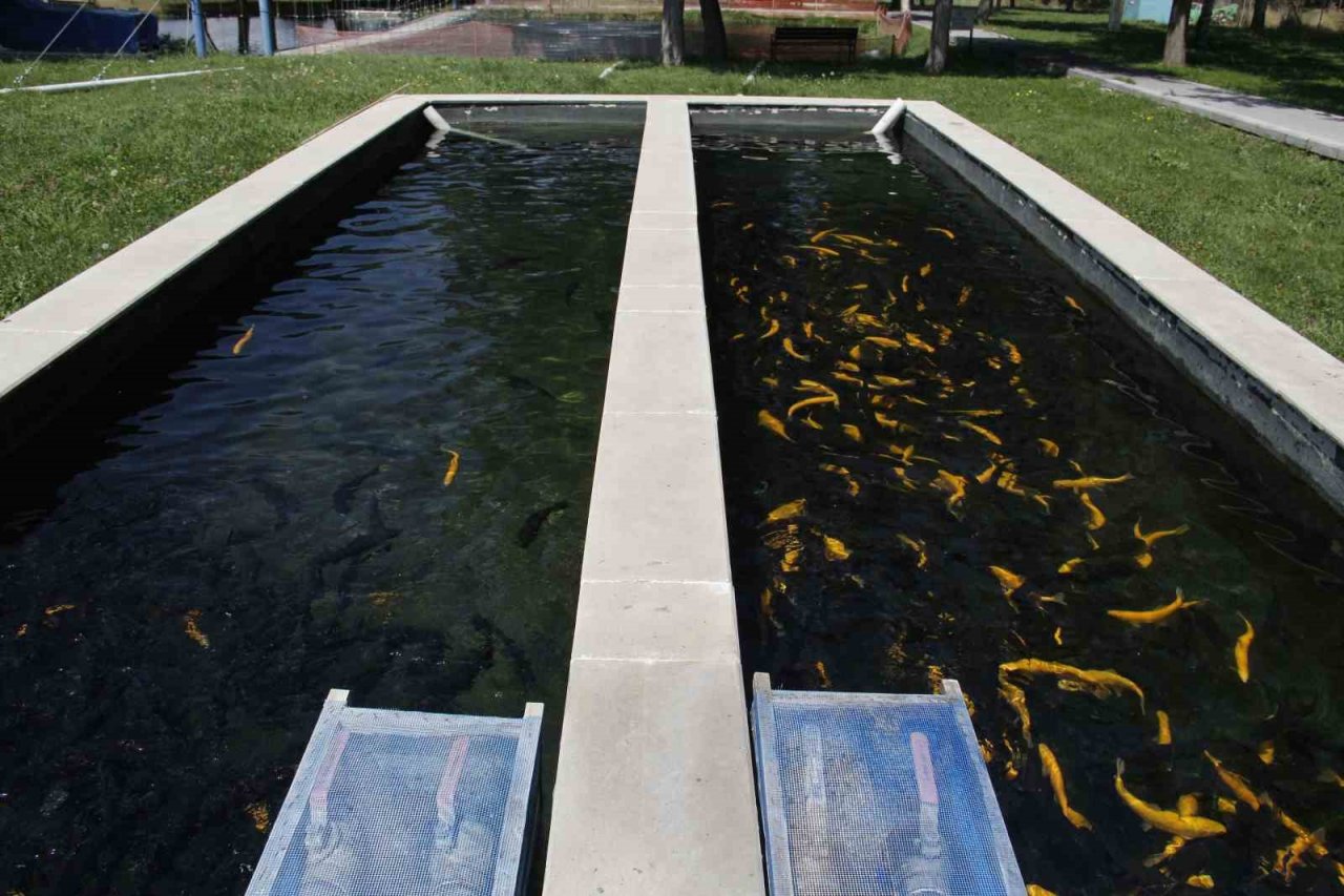 İçsu Balıkları Araştırma ve Uygulama Birimi, balık üretimini sürdürüyor