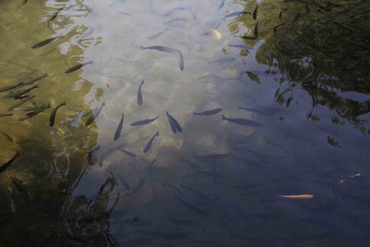 İçsu Balıkları Araştırma ve Uygulama Birimi, balık üretimini sürdürüyor