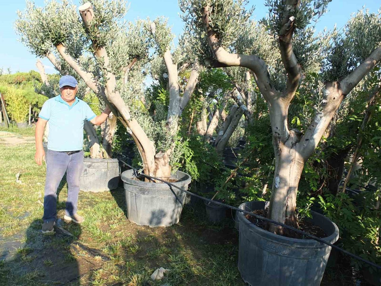 Zeytin ağaçları saksıya girdi