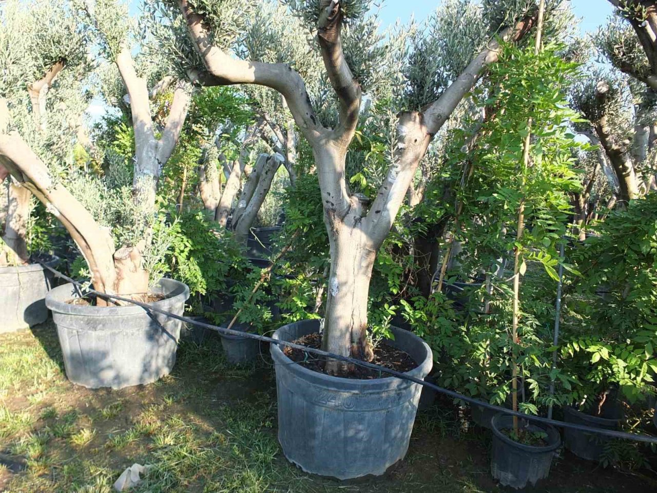 Zeytin ağaçları saksıya girdi