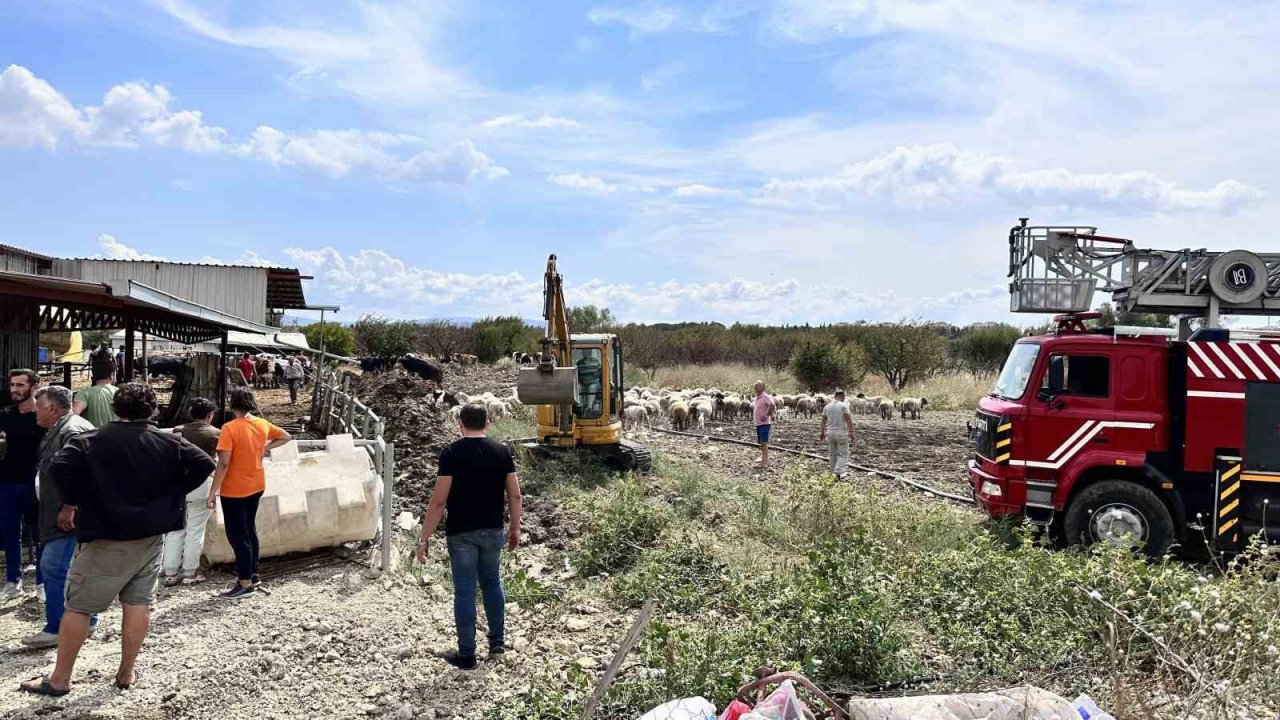 Çanakkale’de çıkan yangında 2 hayvan telef oldu