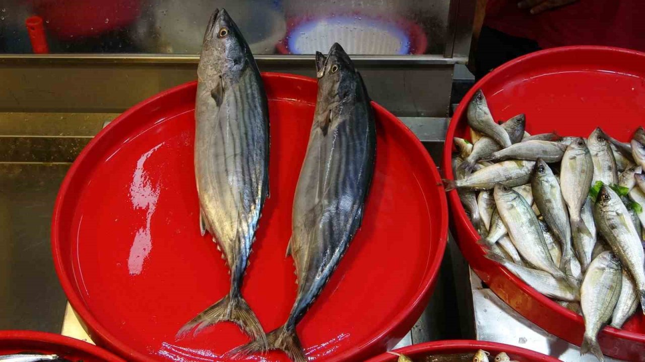 Sezonun ilk günü tezgâhlarda görünmeyen hamsi yerini aldı