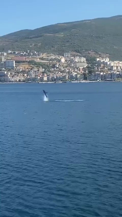 Gemlik Körfezi’nde yunusların şovu izleyenleri büyüledi