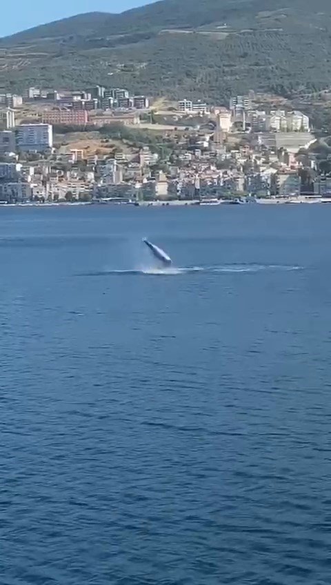 Gemlik Körfezi’nde yunusların şovu izleyenleri büyüledi