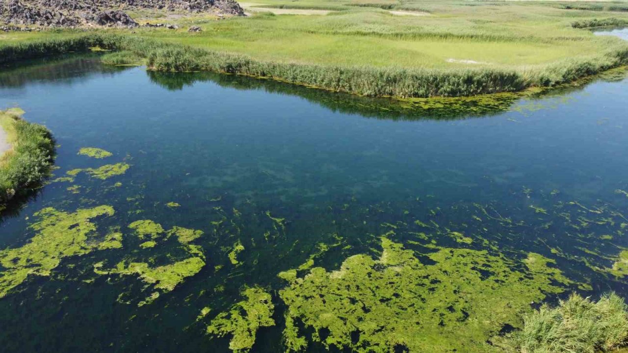 Karasu akarsuyu yosun tuttu