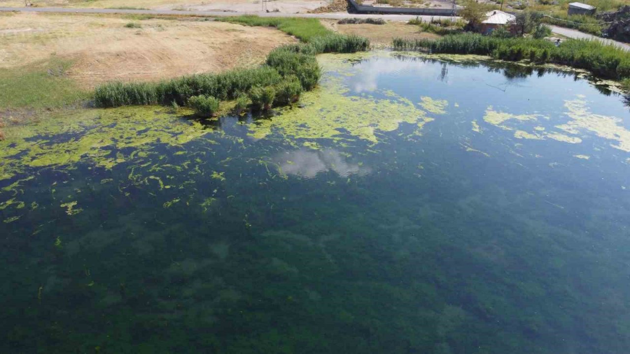 Karasu akarsuyu yosun tuttu