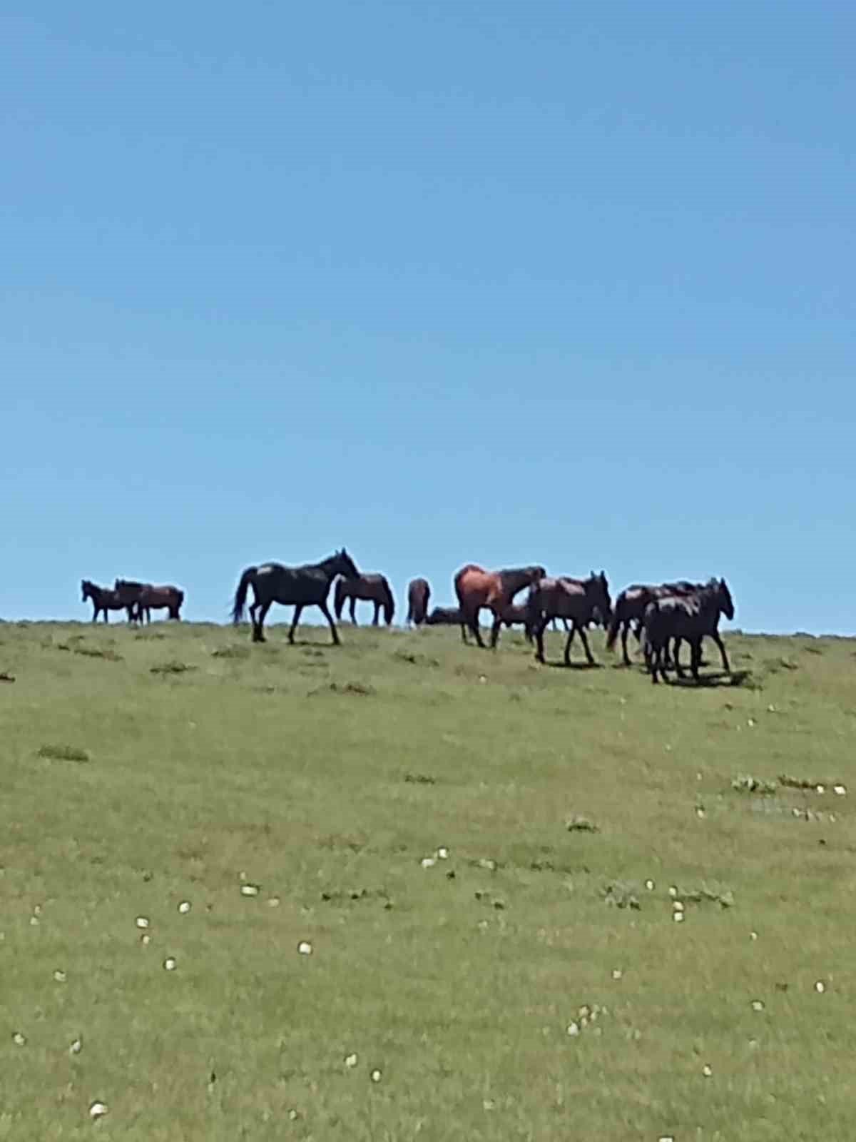 Akdağ’ın özel ve güzel sakinleri: Yılkılar