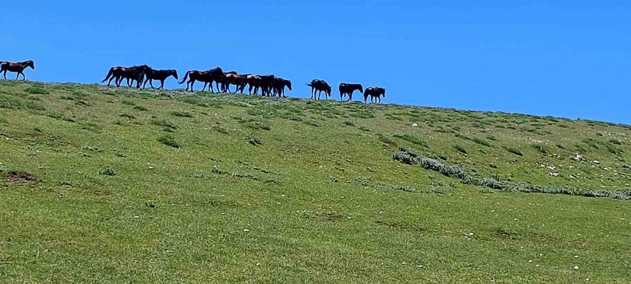 Akdağ’ın özel ve güzel sakinleri: Yılkılar