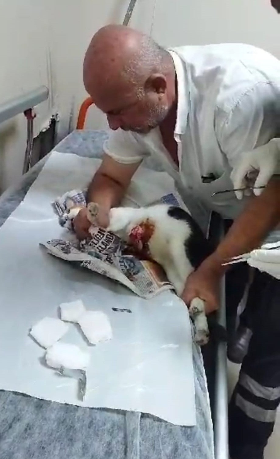 Sokak kedisini tedavisi için veteriner bulamayınca devlet hastanesine götürdü