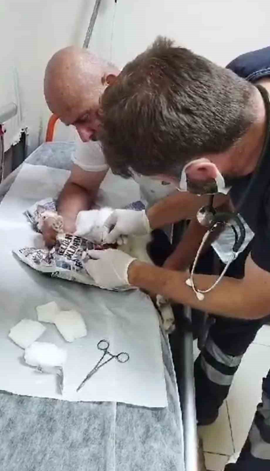 Sokak kedisini tedavisi için veteriner bulamayınca devlet hastanesine götürdü