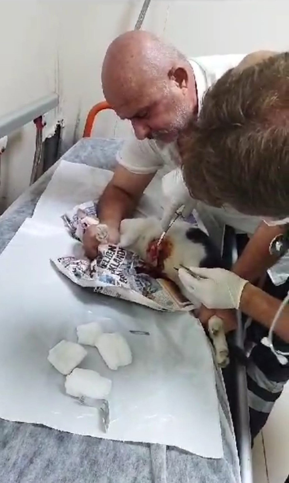 Sokak kedisini tedavisi için veteriner bulamayınca devlet hastanesine götürdü