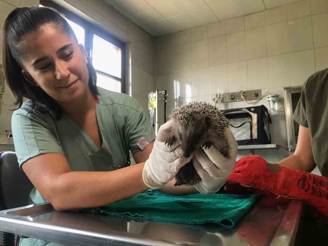 Doğada yaralı bulunan yaban hayvanları en kısa sürede tedavi edilerek yaşam alanlarına bırakılıyor