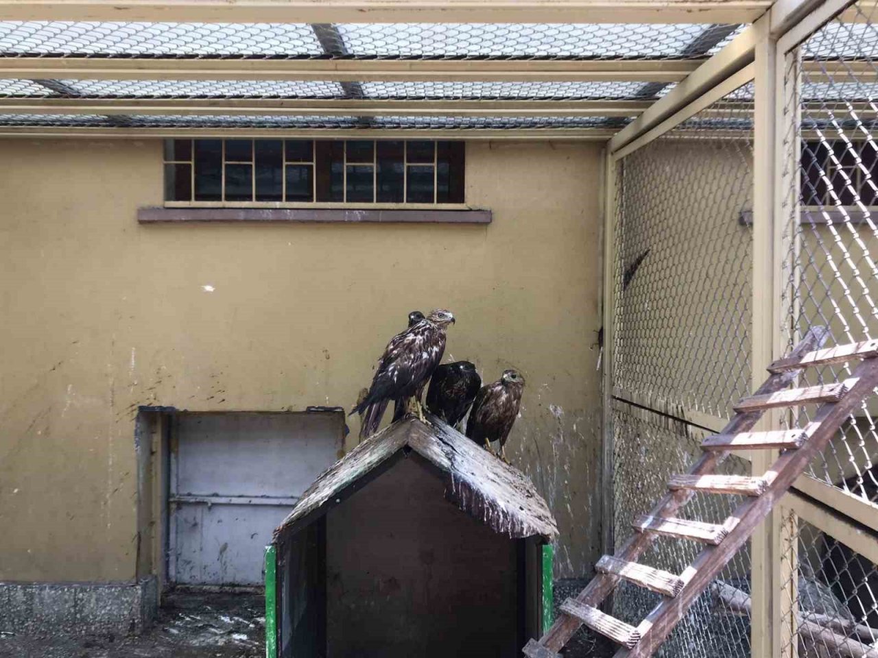 Doğada yaralı bulunan yaban hayvanları en kısa sürede tedavi edilerek yaşam alanlarına bırakılıyor