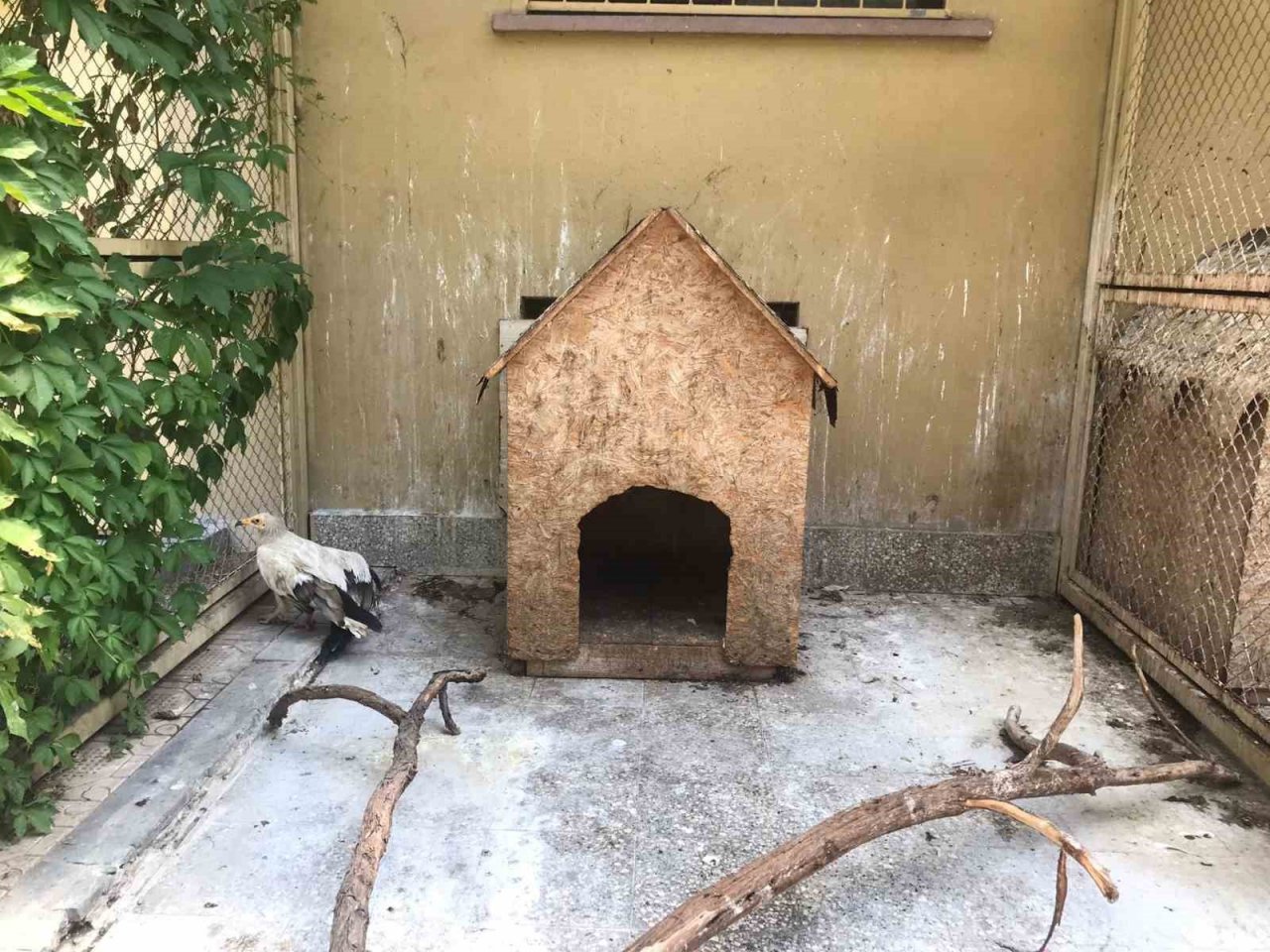 Doğada yaralı bulunan yaban hayvanları en kısa sürede tedavi edilerek yaşam alanlarına bırakılıyor