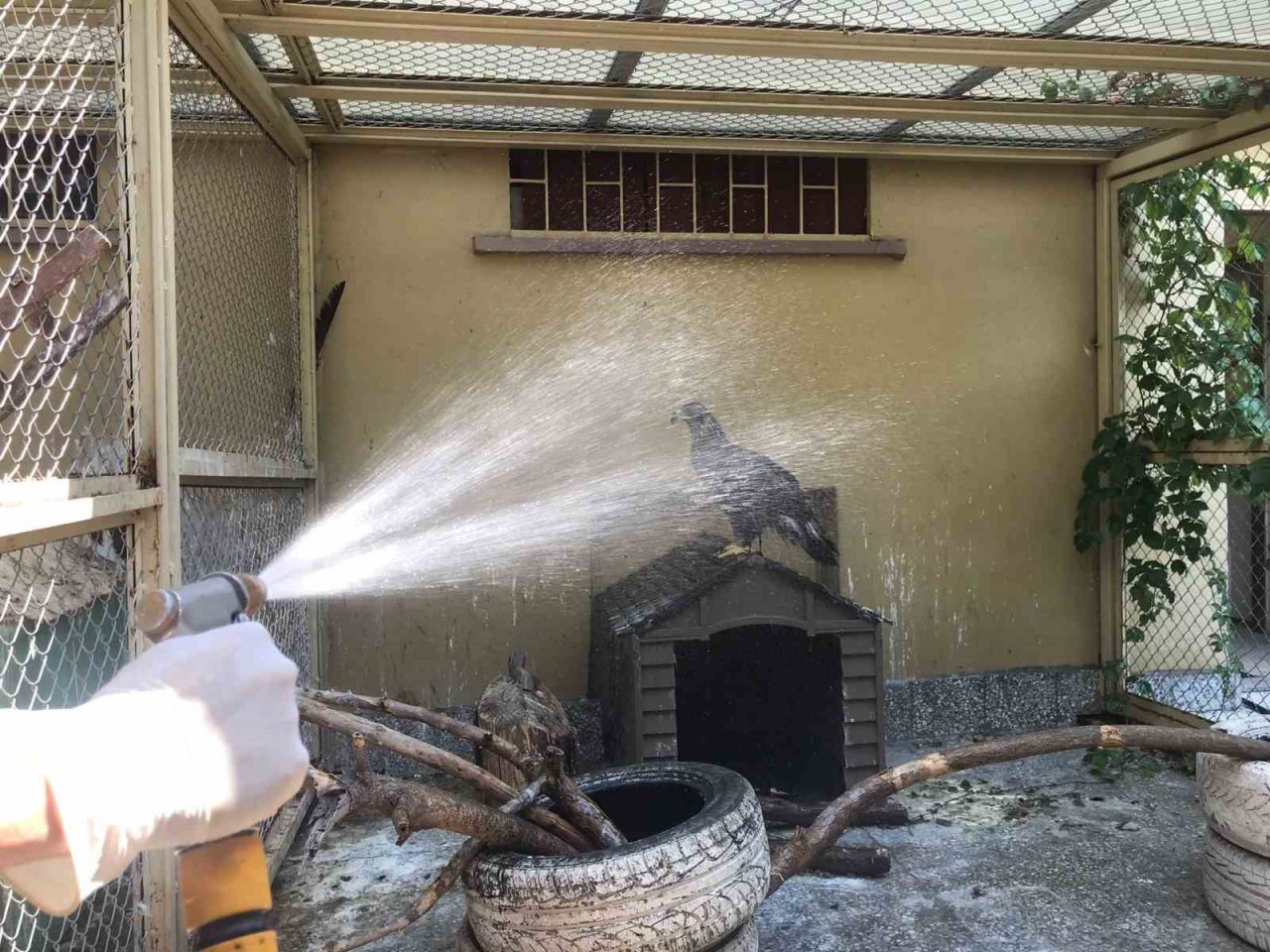 Doğada yaralı bulunan yaban hayvanları en kısa sürede tedavi edilerek yaşam alanlarına bırakılıyor