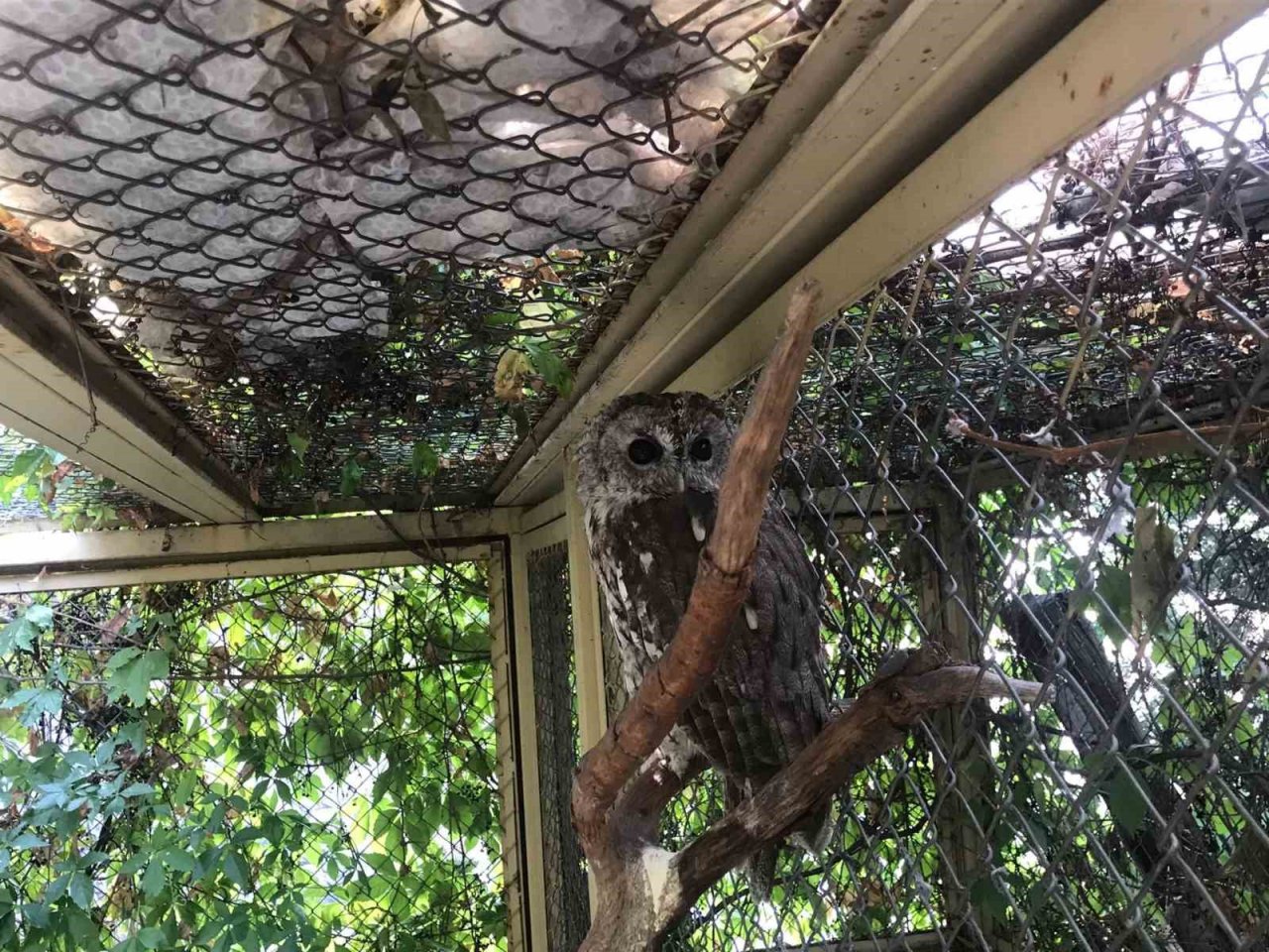 Doğada yaralı bulunan yaban hayvanları en kısa sürede tedavi edilerek yaşam alanlarına bırakılıyor