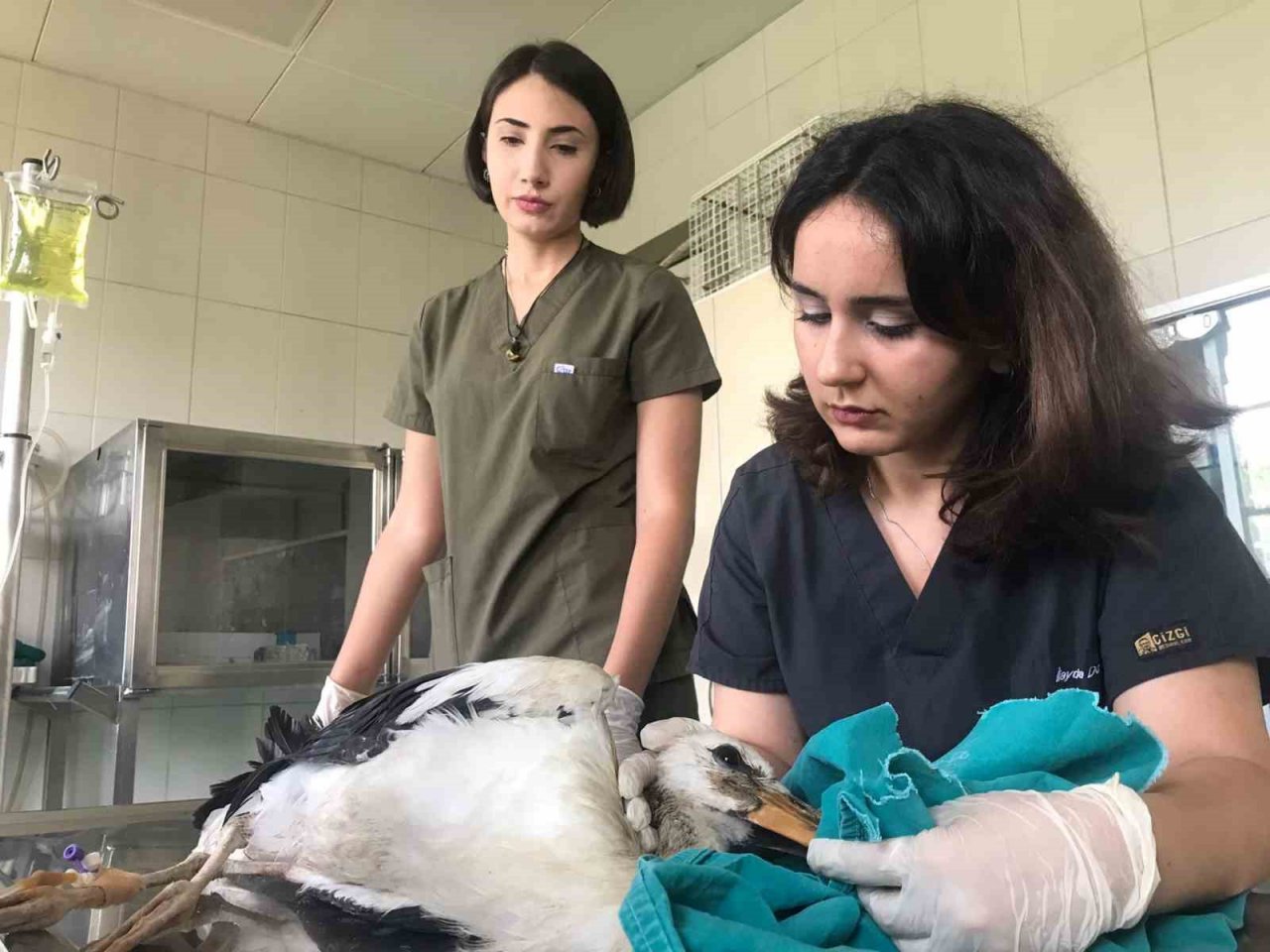 Doğada yaralı bulunan yaban hayvanları en kısa sürede tedavi edilerek yaşam alanlarına bırakılıyor
