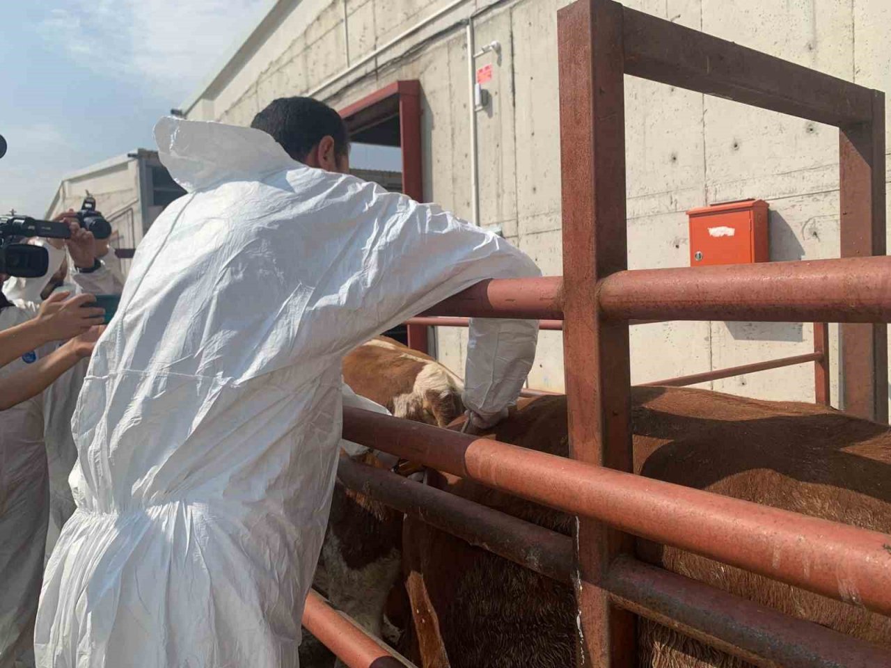Ankara’da büyükbaş hayvanlara şap aşısı yapıldı